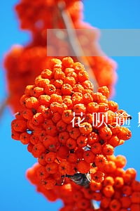 花呗逾期还款多少利息