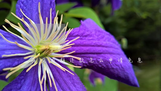 花呗逾期还款怎么申请免息 花呗逾期还款怎么申请免息