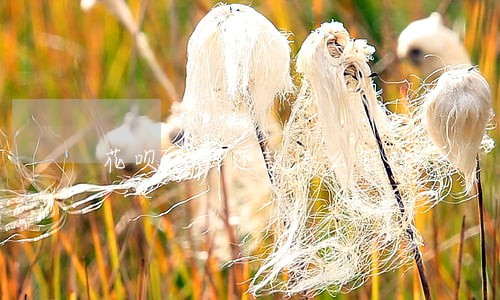 花呗逾期还款怎么解除 花呗逾期还款怎么解除