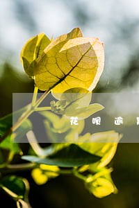 花呗逾期还款极小额度 花呗逾期还款极小额度