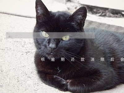 花呗逾期还款消除后会上征信吗