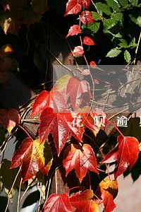 花呗逾期还款芝麻分下降 花呗逾期还款芝麻分下降