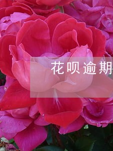 花呗逾期还款被冻结了怎么办 花呗逾期还款被冻结了怎么办