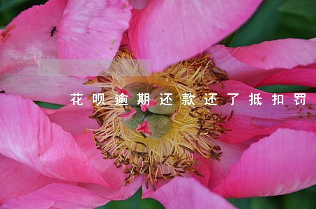 花呗逾期还款还了抵扣罚息怎么办 花呗逾期还款还了抵扣罚息怎么办
