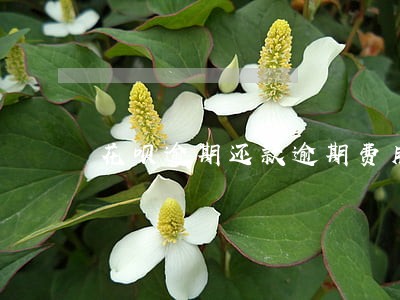花呗逾期还款逾期费用
