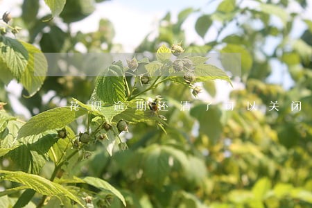 花呗逾期还清了可以关闭花呗吗 花呗逾期还清了可以关闭花呗吗