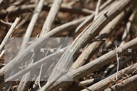 花呗逾期还清了可以贷款么 花呗逾期还清了可以贷款么