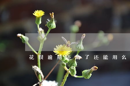 花呗逾期还清了还能用么