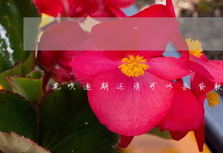 花呗逾期还清可以办贷款吗 花呗逾期还清可以办贷款吗
