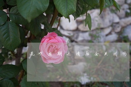 花呗逾期还清后会关闭吗 花呗逾期还清后会关闭吗