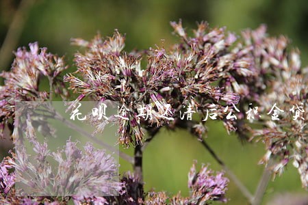 花呗逾期还清后公积金贷款 花呗逾期还清后公积金贷款