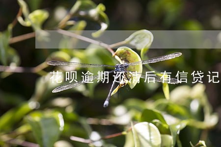 花呗逾期还清后有信贷记录吗 花呗逾期还清后有信贷记录吗