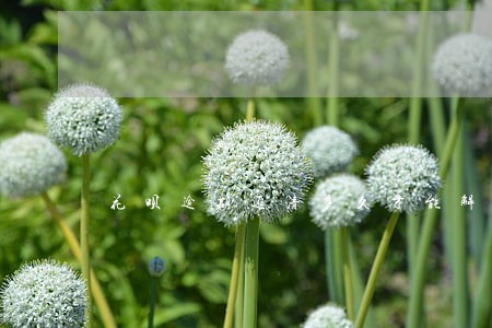 花呗逾期还清多久才能解封 花呗逾期还清多久才能解封