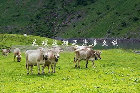 花呗逾期还清多久能
