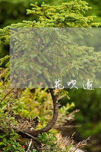 花呗逾期还清影响 花呗逾期还清影响