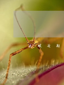 花呗逾期还清影响房贷吗 花呗逾期还清影响房贷吗