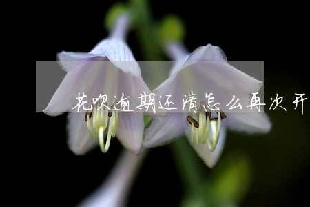 花呗逾期还清怎么再次开通 花呗逾期还清怎么再次开通