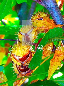 花呗逾期还清款后要关闭吗 花呗逾期还清款后要关闭吗