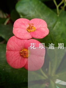 花呗逾期还清能做手机分期吗 花呗逾期还清能做手机分期吗