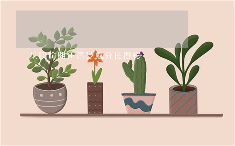 花呗逾期还清芝麻分长得慢 花呗逾期还清芝麻分长得慢