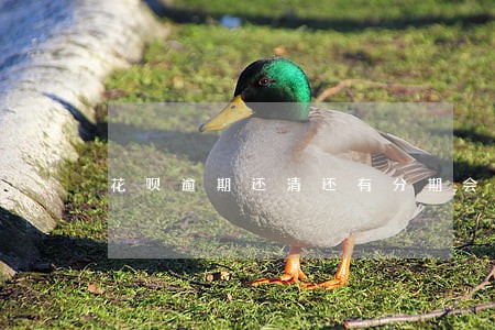 花呗逾期还清还有分期会被 花呗逾期还清还有分期会被