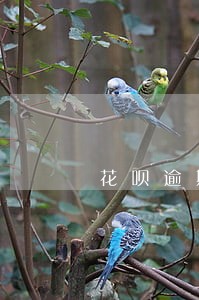 花呗逾期还清还能用 花呗逾期还清还能用