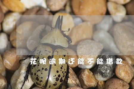 花呗逾期还能不能借款
