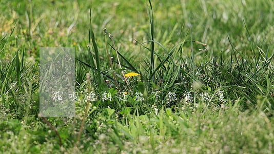 花呗逾期还能不能再恢复 花呗逾期还能不能再恢复