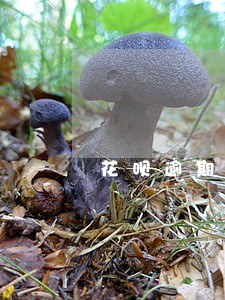 花呗逾期还能不能用淘宝 花呗逾期还能不能用淘宝