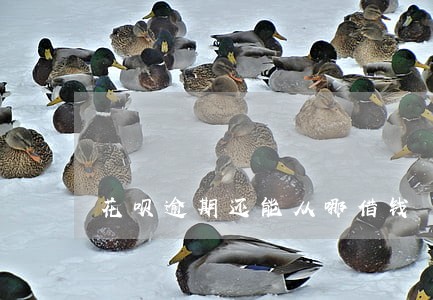 花呗逾期还能从哪借钱 花呗逾期还能从哪借钱