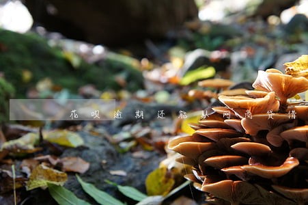 花呗逾期还能从网商贷借钱吗 花呗逾期还能从网商贷借钱吗