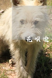 花呗逾期还能借的口子 花呗逾期还能借的口子