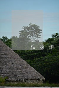 花呗逾期还能借钱吗 花呗逾期还能借钱吗