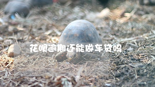 花呗逾期还能做车贷吗 花呗逾期还能做车贷吗