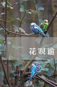 花呗逾期还能办理房子贷款吗 花呗逾期还能办理房子贷款吗