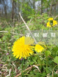 花呗逾期还能协商吗 花呗逾期还能协商吗