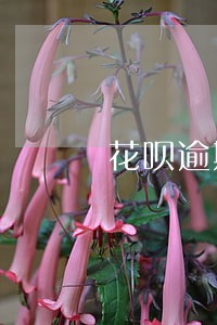 花呗逾期还能在其他平台借款嘛 花呗逾期还能在其他平台借款嘛