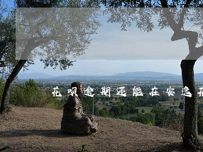 花呗逾期还能在安逸花借钱吗 花呗逾期还能在安逸花借钱吗