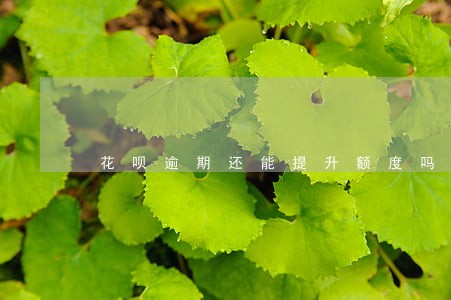 花呗逾期还能提升额度吗 花呗逾期还能提升额度吗
