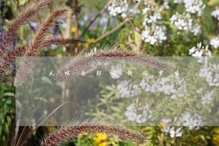 花呗逾期还能淘宝吗 花呗逾期还能淘宝吗
