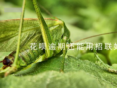 花呗逾期还能用招联好期贷吗 花呗逾期还能用招联好期贷吗