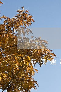 花呗逾期还能用淘宝吗 花呗逾期还能用淘宝吗
