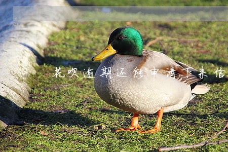 花呗逾期还能申请下来信用卡吗 花呗逾期还能申请下来信用卡吗