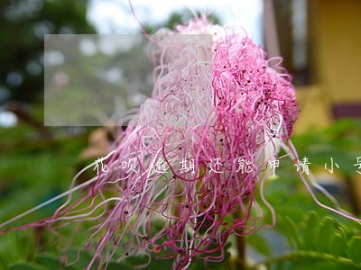 花呗逾期还能申请小号吗 花呗逾期还能申请小号吗