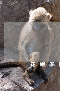 花呗逾期还能贷助学款 花呗逾期还能贷助学款