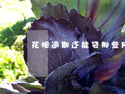 花呗逾期还能贷那些网贷 花呗逾期还能贷那些网贷