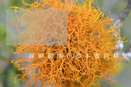 花呗逾期还要不要算利息 花呗逾期还要不要算利息