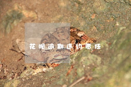 花呗逾期违约责任 花呗逾期违约责任