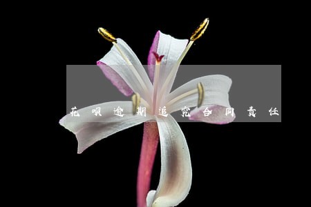 花呗逾期追究合同责任 花呗逾期追究合同责任