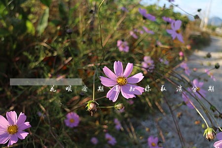 花呗逾期通知你取消分期后 花呗逾期通知你取消分期后
